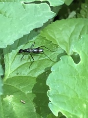 Rainieria