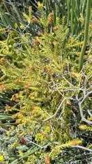 Passerina obtusifolia