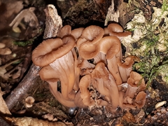 Lentinellus cochleatus