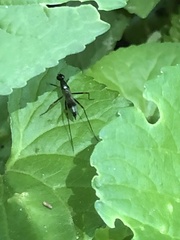Rainieria