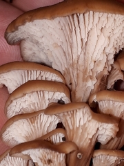 Lentinellus cochleatus