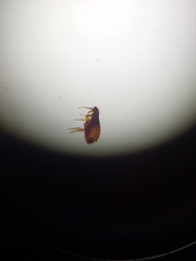 Siphonaptera