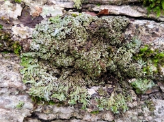 Physconia subpallida