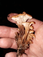 Lentinellus cochleatus