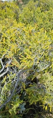 Passerina obtusifolia