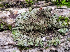 Physconia subpallida