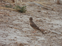 Calandrella brachydactyla