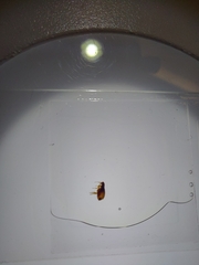 Siphonaptera