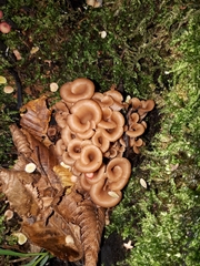 Lentinellus cochleatus