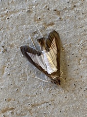 Diaphania