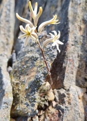 Haworthia herbacea