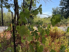 Vitis vinifera