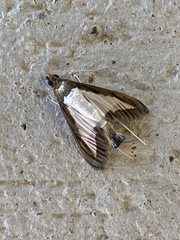 Diaphania