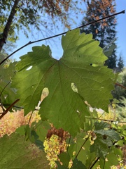 Vitis vinifera