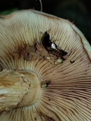 Oxyporus