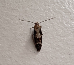 Mompha subbistrigella