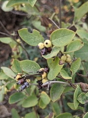 Symphoricarpos occidentalis