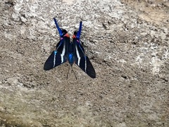 Rhetus arcius