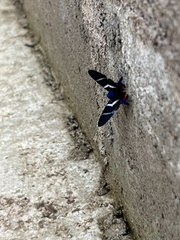 Rhetus arcius