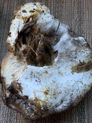 Hypomyces microspermus