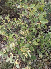 Symphoricarpos occidentalis