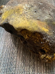 Hypomyces microspermus