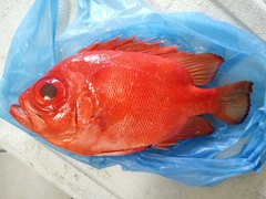 Pristigenys serrula