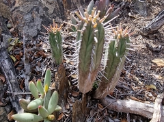 Euphorbia nesemannii
