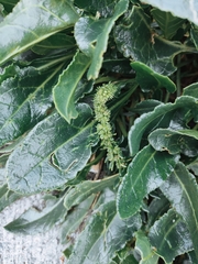 Beta vulgaris
