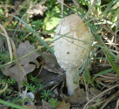 Coprinus