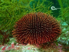 Sphaerechinus granularis