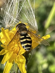 Syrphus