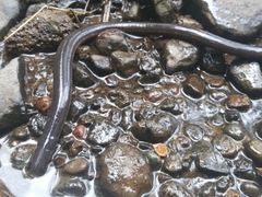 Ichthyophis hypocyaneus