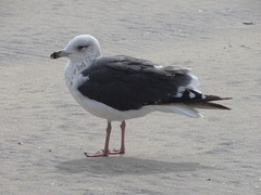 Larus fuscus