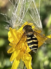 Syrphus