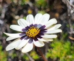 Osteospermum scariosum