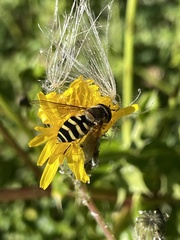 Syrphus