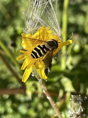 Syrphus