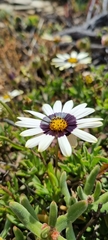 Osteospermum scariosum