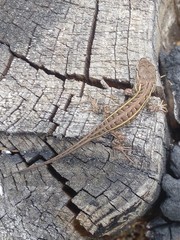 Sceloporus scalaris