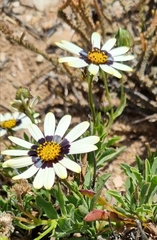 Osteospermum scariosum