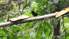 Ramphocelus flammigerus icteronotus