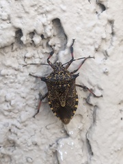 Alcaeorrhynchus grandis