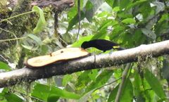 Ramphocelus flammigerus icteronotus