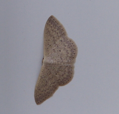 Scopula optivata