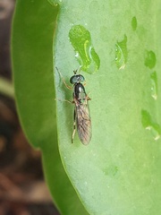 Merosargus