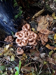 Lentinellus cochleatus
