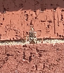 Leptoglossus occidentalis