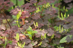 Oxalis stricta rufa