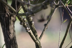 Melaleuca ericifolia